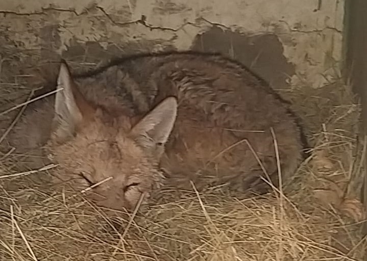 “Tomamos la decisión que Antonio se quede en el zoológico de Oruro” zorro-antonio-se-queda-zoologico-oruro