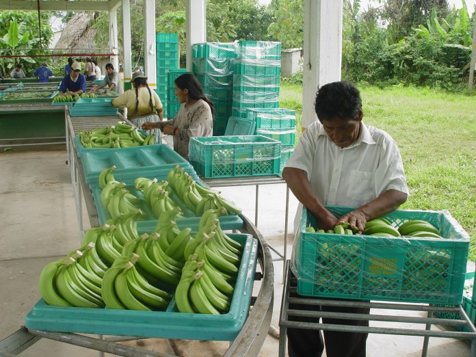 reactivaran-sector-bananero-del-norte-de-la-paz-con-la-planta-unabeni