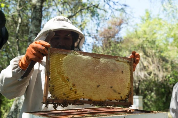 abejas-del-chaco-endulzan-a-los-consumidores-de-bolivia