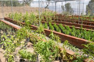 cbn-inaugura-un-vivero-en-la-cerveceria-taquiña-para-ayudar-a-comunarios