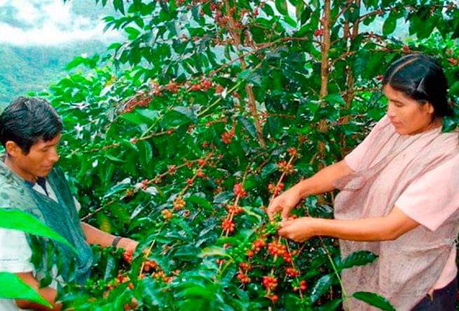 la-estrategia-nacional-de-la-agricultura-familiar-permitira-focalizar-acciones-y-proyectos la-estrategia-nacional-de-la-agricultura-familiar-permitira-focalizar-acciones-y-proyectos