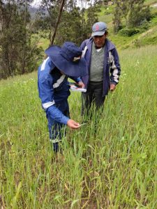 emapa-especializa-productores-contra-enfermedad-roya-en-trigo