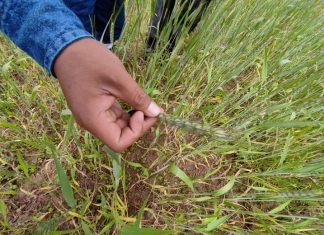 Emapa especializa a productores sobre control de la enfermedad de la roya en el trigo emapa-especializa-productores-contra-enfermedad-roya-trigo