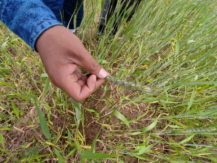 emapa-especializa-productores-contra-enfermedad-roya-trigo