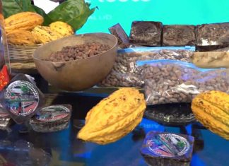 Envían las seis mejores muestras de cacao boliviano al torneo «Cocoa of Excellence, París 2021» envian-las-seis-mejores-muestras-de-cacao-boliviano-al-torneo-cocoa-of-excellence-paris-2021