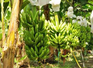 Senasag activa plan de contingencia para proteger la producción de banano senasag-activa-plan-contigencia-para-proteger-produccion-banano