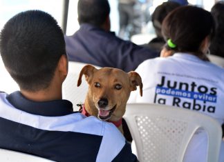 Zoonosis pide a Reyes Villa declarar emergencia ante muerte de personas por rabia zoonosis-pide-a-reyes-villa-declarar-emergencia-ante-muerte-de-personas-por-rabia