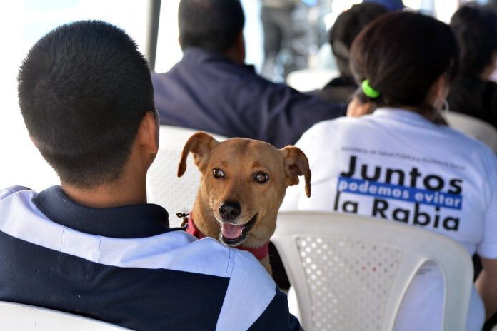 zoonosis-pide-a-reyes-villa-declarar-emergencia-ante-muerte-de-personas-por-rabia