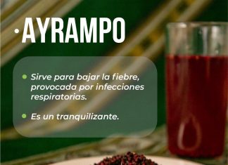 Ayrampu: Medicina tradicional para aliviar la fiebre y otros malestares ayrampu-medicina-tradicional-para-aliviar-la-fiebre-y-otros-malestares