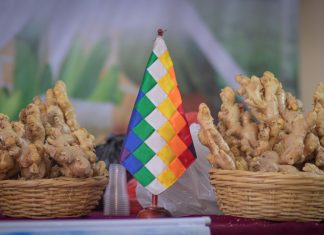 Incrementan la PRODUCCIÓN DE JENGIBRE en Cochabamba y La Paz incrementan-la-produccion-de-jengibre-en-cochabamba-la-paz