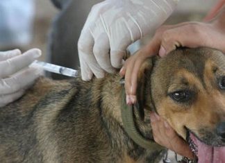 Vacunan a 138.758 mascotas contra el virus de la rabia canina en Cochabamba vacunan-a-138758-mascotas-contra-el-virus-de-la-rabia-canina-en-cochabamba