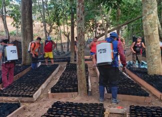 Más de Bs 23 millones para reactivar al sector agropecuario en Pando agropecuario-pando
