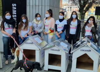 Next Level construirá “casitas” con material reciclado para perros en situación de calle casitas-de-perros