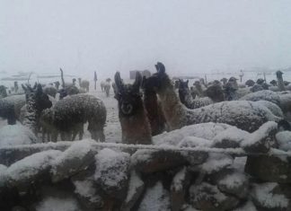 Bolivia registra 36.459 familias damnificadas y 48.686 afectadas por heladas en siete regiones damnificados-heladas-en-bolivia