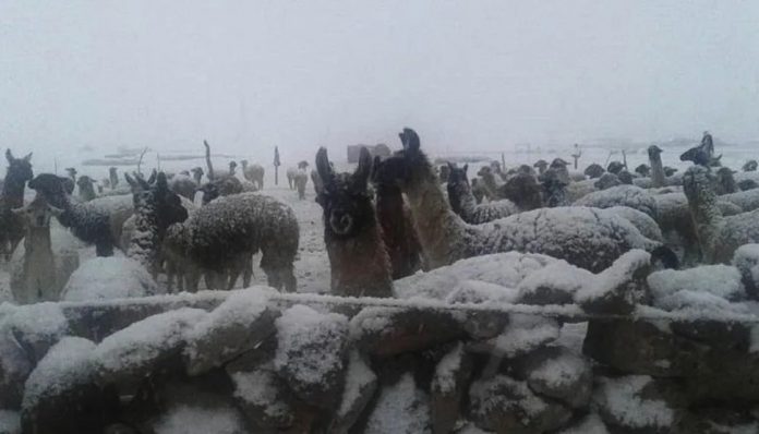 damnificados-heladas-en-bolivia