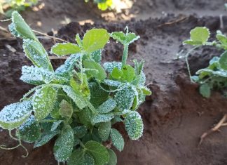 Menor producción de granos por sequía y heladas la-asociación-de-productores-de-oleaginosas-y-trigo