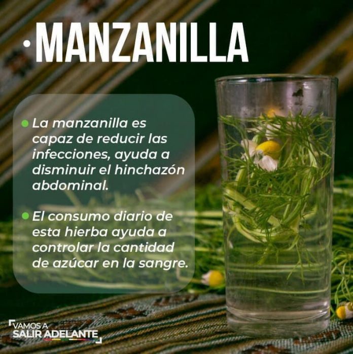 manzanilla-y-sus-10-beneficios-que-da-para-aliviar-la-salud-