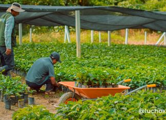 Gobierno impulsa la producción de café en El Municipio de Caranavi produccion-de-cafe-en-caranavi