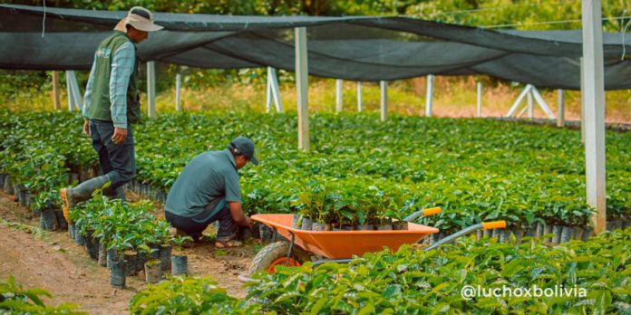 produccion-de-cafe-en-caranavi