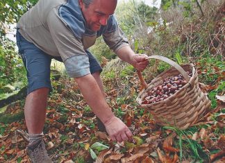 BDP promueve primera emisión de «bonos sostenibles» en beneficio de la Amazonía bdp-promueve-bonos-sostenibles-para-chiquitania