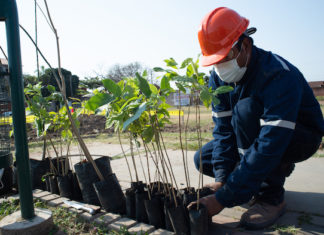 Personal de EMBOL realizó una jornada de plantación y siembra de árboles en Santa Cruz personal-embol-realizo-jornada-plantacion-siembra-de-arboles-en-santa-cruz