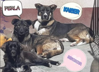 Este jueves termina el concurso de historias de mascotas adoptadas CANES ADOPTADOS