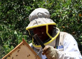 EBA impulsa la producción apícola, frutícola y de estevia en el norte de La Paz eba-impulsa-prduccion-agricola