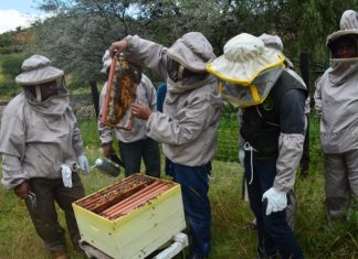 EBA reactiva los sectores apícola y frutícola en Bolivia eba-miel-sectores-apicola