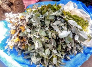 Bolivia reconoce la medicina tradicional y su valor en la lucha contra el COVID-19 plantas-medicinales-bolivia-