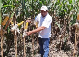 Anapo quiere subir producción de maíz en 80% con uso de biotecnología anapo-produccion-de-maiz