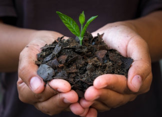 Siles: Plantas de bioinsumos y de frutos amazónicos se construirán con Bs 160,1 millones hands holding young plant.