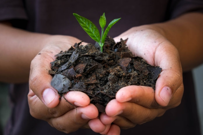 hands holding young plant.