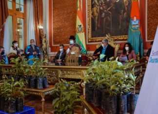 Entregan 350 plantines a Valle de Zongo para producir café de “alta calidad” plantines-cafe-