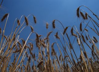 Gobierno nacional incentiva a productores de trigo para garantizar la soberanía alimentaria gobierno-incentiva-produccion-trigo