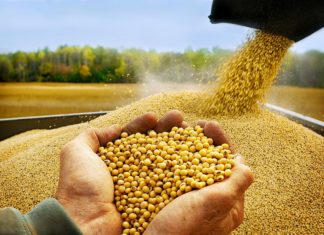 IBCE: Exportación de productos no tradicionales aumenta en 42% saci-expotacion-de-soja