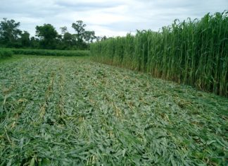Anapo “promueve una producción responsable con el medio ambiente” ANAPO