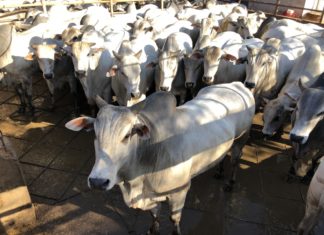 Ganaderos bolivianos logran un 36 % más de rendimiento en la producción de carne con mayor ganaderos-bolivianos-fridosa