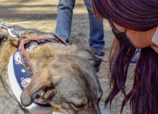 Mascotas de Mi Teleférico cuentan con nuevo Espacio Comunitario refugio-animales-telefrico-