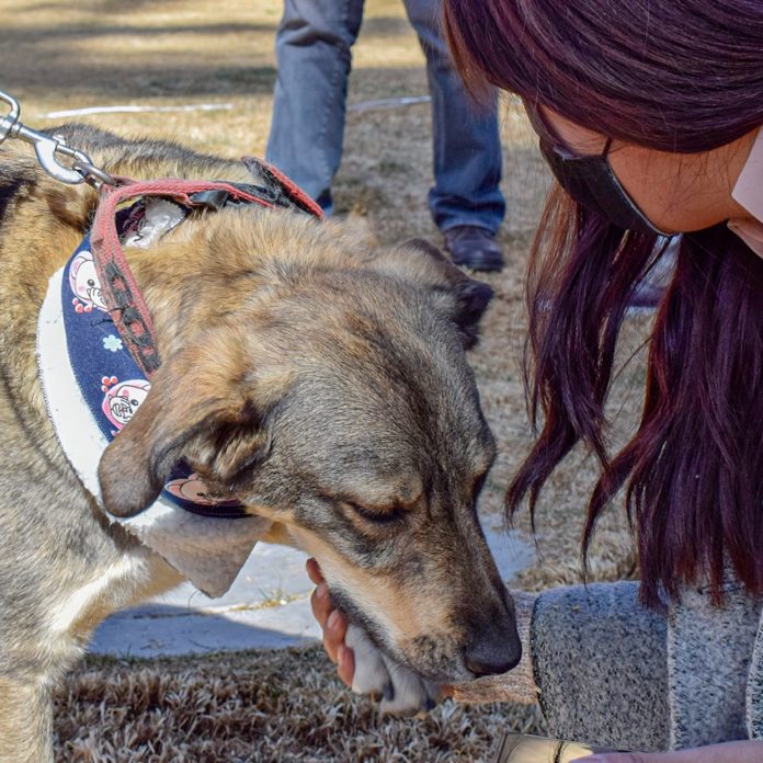 refugio-animales-telefrico-