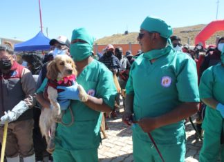 CBN dona losetas ecológicas y pallets para albergue de animales abandonados albergue-para-perros