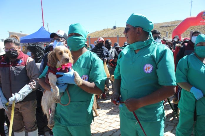 albergue-para-perros