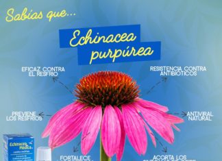Tres motivos para tomar Echinacea y fortalecer el organismo echinacea-inti-