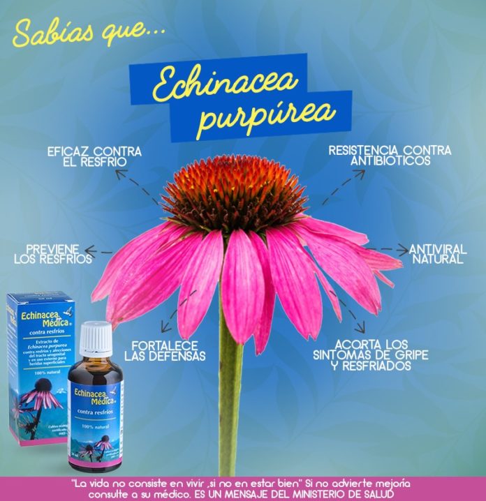 echinacea-inti-