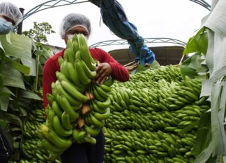 Bolivia reporta superávit comercial de $us 1.221 millones exportacion-banana-