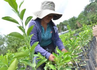 BDP aporta con 98.536 empleos directos e indirectos para mujeres empleos-mujeres-bdp-