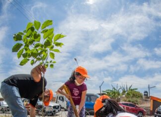 Ecofuturo remozó el Distrito 5 de Cochabamba con 100 nuevos árboles ECOFUTURO-PLANTINES-