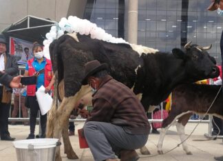 Invitan a comprar leche y sus derivados ‘directamente’ de productores de El Alto y La Paz LECHE