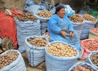 Plan del Gobierno de Bolivia para intentar bajar el precio de la papa PAPA