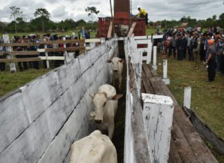 Vicepresidente entrega 2.680 vaquillas a pequeños productores de ganado bovino en Yapacaní VAQUILLAS