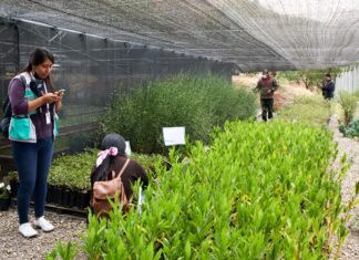 CBN prepara espacios para la campaña de Revitalización del Parque Tunari en Cochabamba PLANTINES-CBN